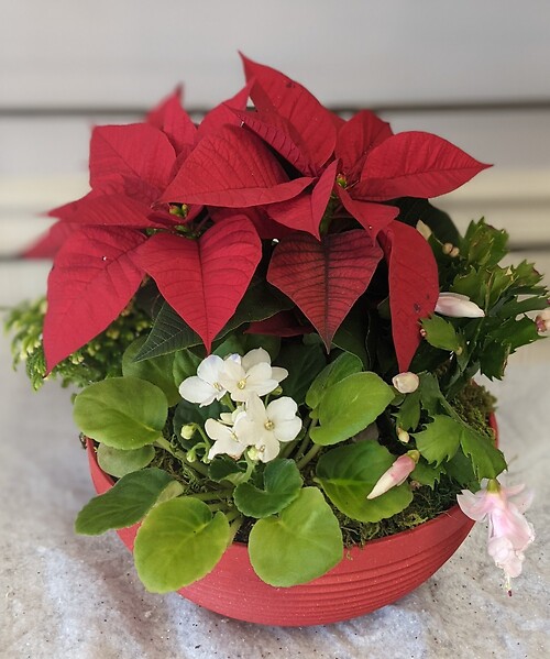 Christmas Dish Garden-Small