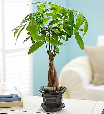 Money Tree Plant