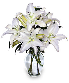 Casa Blanca Lilies