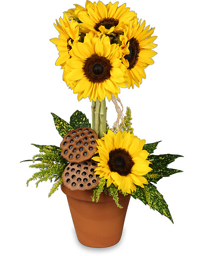 Pot O&#039; Sunflowers