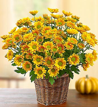 Fall Mum in Basket