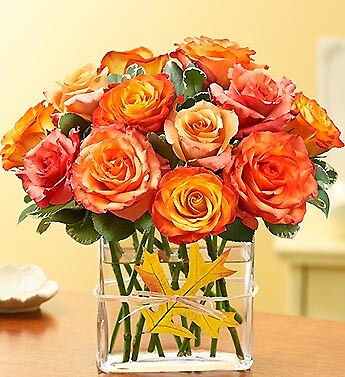 Modern Roses - One Dozen Orange