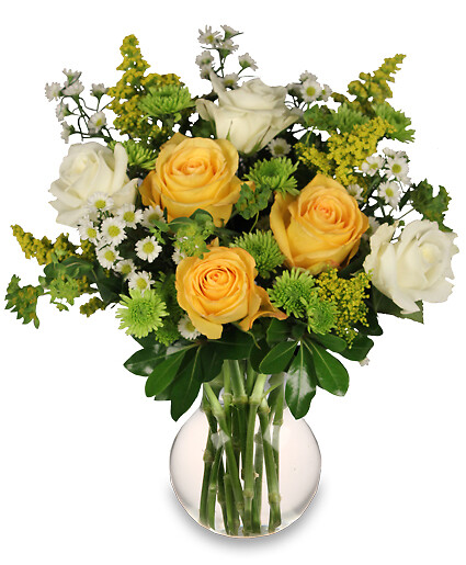 White &amp;amp; Yellow Roses