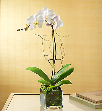 Elegant Orchid