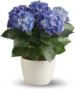 Happy Hydrangea- choose color