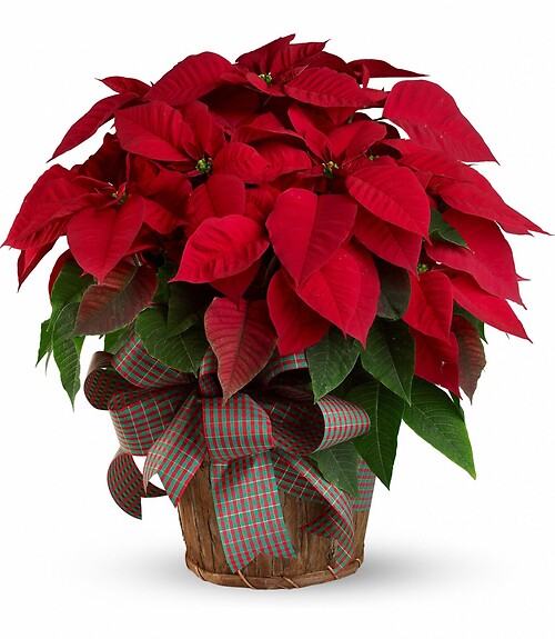 Pointsettia