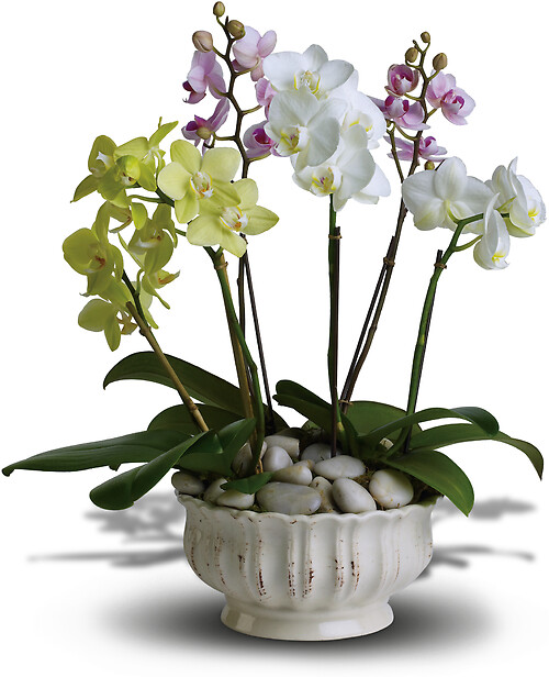 Regal Orchids