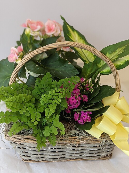 Dish Garden in a basket