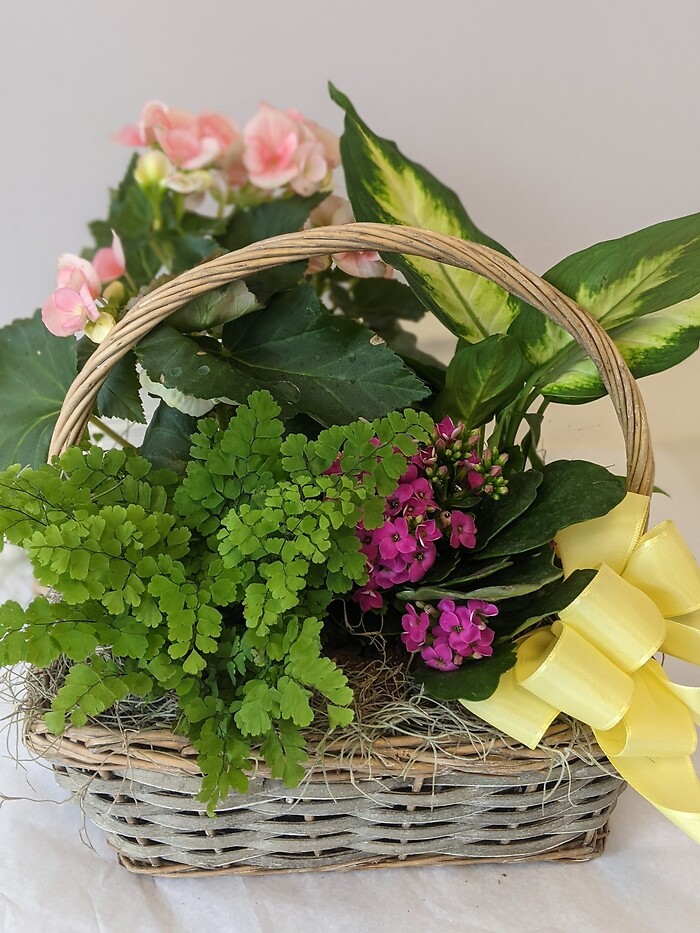 Dish Garden in a basket