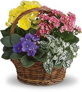 Spring Has Sprung Mixed Basket